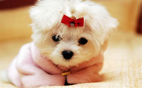 cute dogs wallpaper