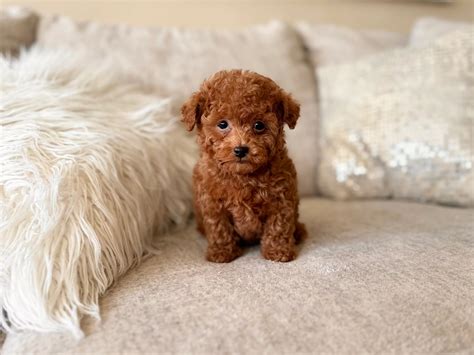 Micro Poodles