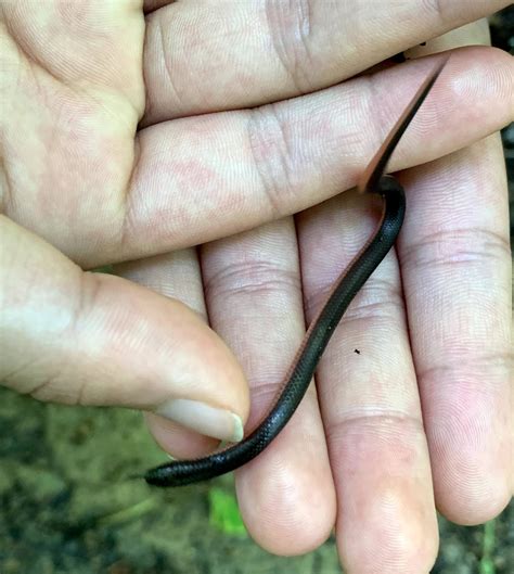 Ask a Naturalist: Snakes Around Us