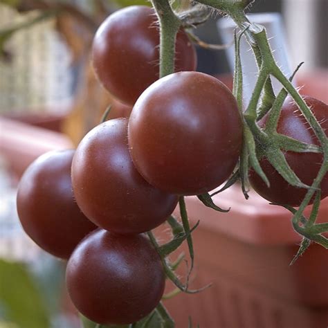 Black Cherry Tomato | Beaver Bark Gift & Garden Center