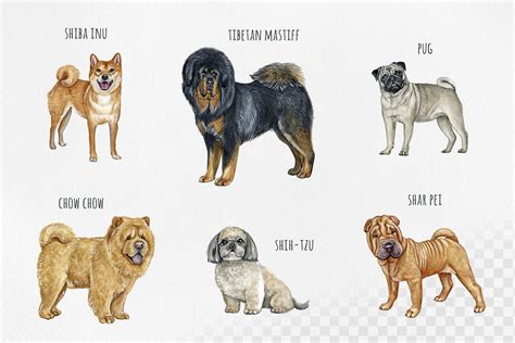 Watercolor 12 dogs illustrations. Asian dog breeds. By Susik Shop