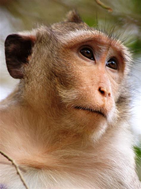 How many kinds of primates are there, anyway? - International Primate Protection League