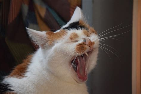 Healthy Cat Mouth | 4 Causes of Smelly Cat’s Mouth | by Pets Of usa | Medium