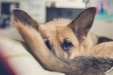 truth   dogs tail adelaidevet