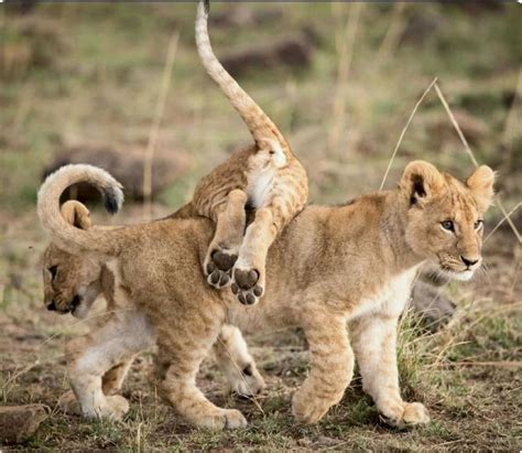 Baby Lions Playing