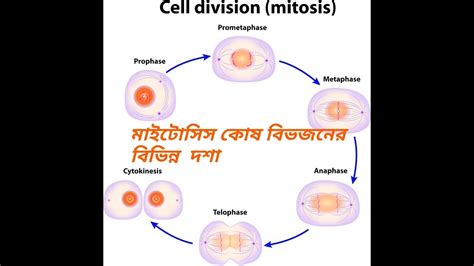 Fajarv: Prophase Cell Division Mitosis