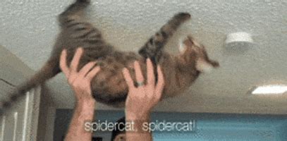 Spider Cat GIFs - Find & Share on GIPHY