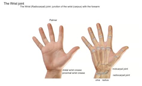 Forearm and wrist II: the wrist joint Flashcards | Quizlet