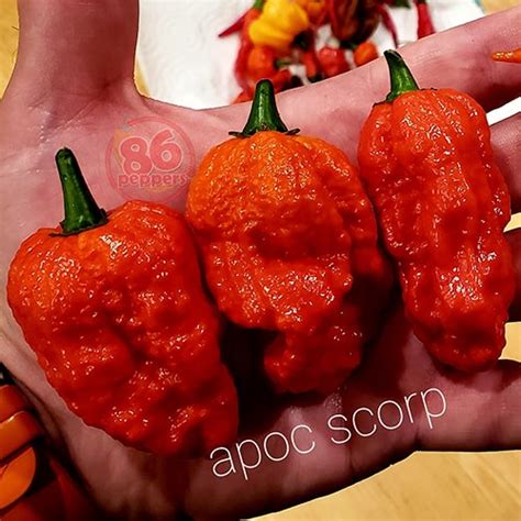 Apocalypse Scorpion Pepper Seeds - 86peppers