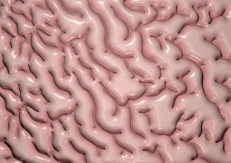 Brain Tissue Stock Photo by ©albund 52302433