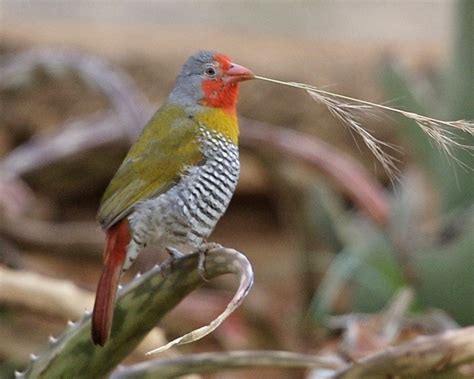 51 Finches Species - The Worlds Rarest Birds