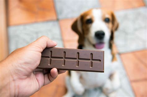 how much chocolate will it take to kill a dog