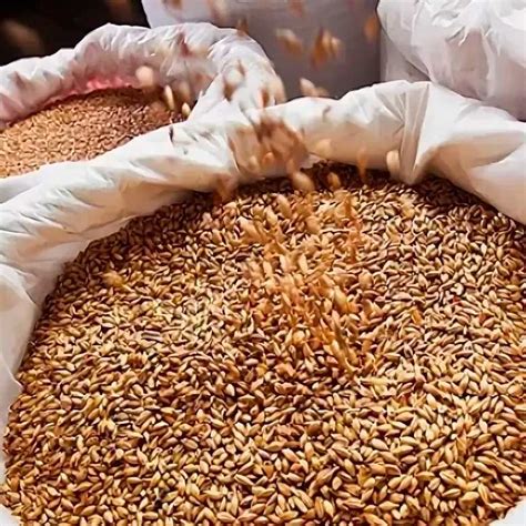 Ячмень, 40 кг - Продажа зерна оптом и в розницу по низким ценам в ...