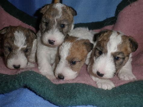 Dog Fórum.sk • Zobrazenie témy - Foxteriér hrubosrstý / Fox Terrier ...