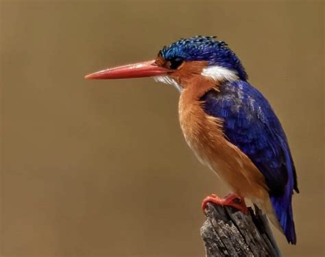 15 Birds in South Africa to Look for on Safari | Wildest