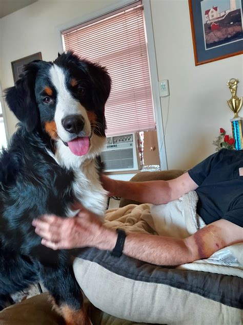 What Does A 5 Month Old Bernese Mountain Dog Puppy Like To Eat