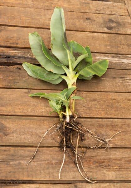 Dwarf cavendish banana tree care essentials 🍌 🌱 Unlock a bounty of bananas!