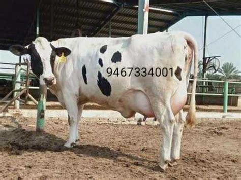 hf  suppliers dealers holstein friesian dairy cattle