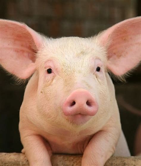 12 Animals That Bring Good Luck | Pig, Animals, Domestic pig