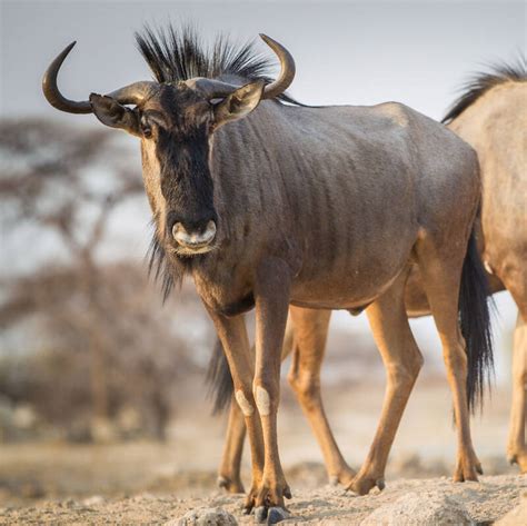 Wildebeest in Africa | Expert Africa