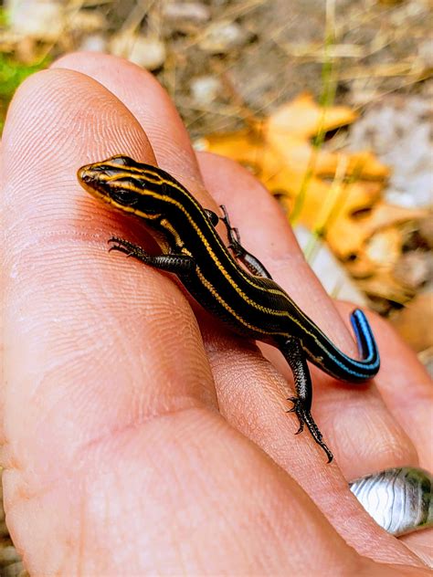 Five Lined Skink, northern Michigan. : r/herpetology