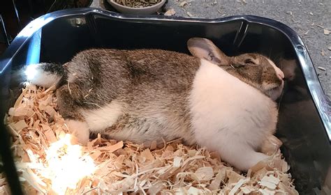 Guys help! My new bunny is broken! : r/Rabbits