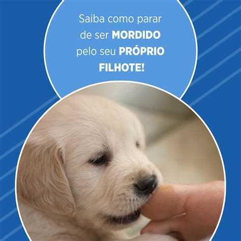 Com Qual Idade O Filhote Parar De Morder - Saiba como parar de ser MORDIDO pelo seu PRÓPRIO FILHOTE! - Cão Cidadão