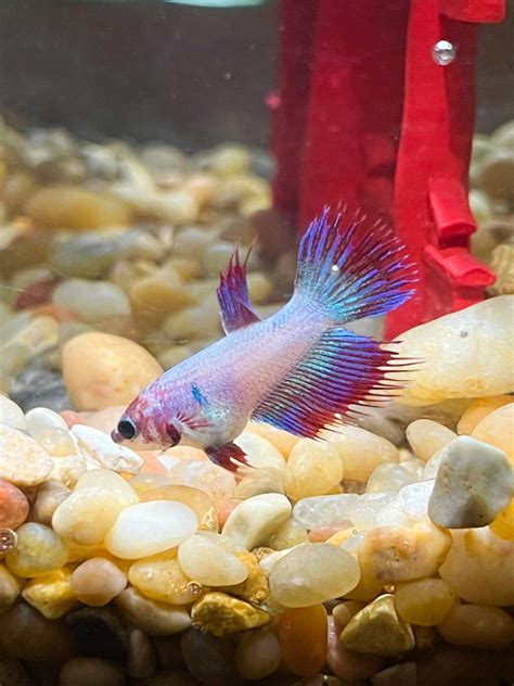 344 best Bloating images on Pholder | Progresspics, Ibs and SC Jerk