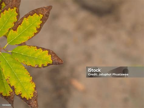 burn leaf green leaf background green concept  organic life stock