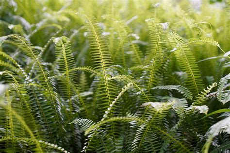 超过 500000 张关于“绿色开花植物”和“植物”的免费图片 - Pixabay
