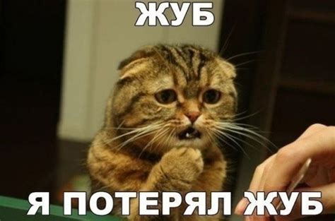 Я потерял жуб