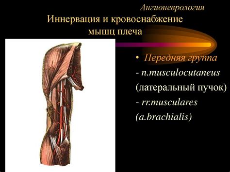 Ангионеврология - презентация онлайн