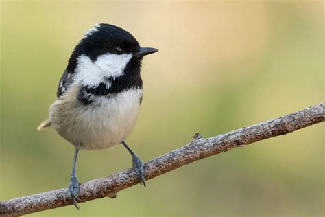 Coal Tit Bird Facts | Periparus Ater