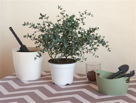how to grow a eucalyptus tree 1