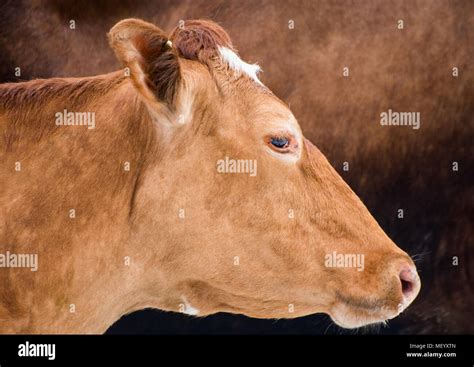 Guernsey cows, both Golden and Red (Brown). Profiles and close ups ...