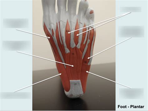 foot plantar diagram quizlet