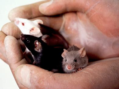 alternatives  animal testing chemistryviews