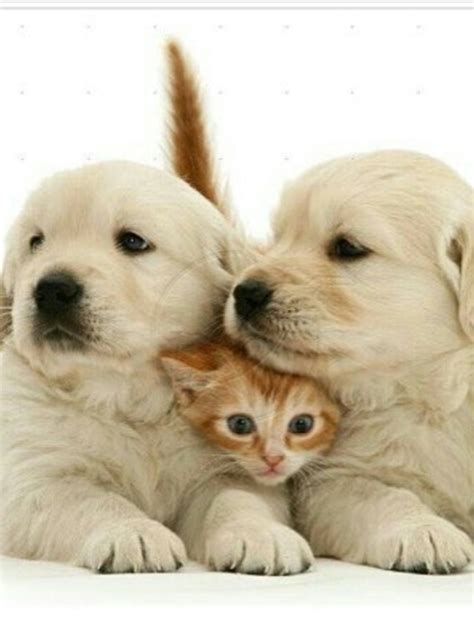 ☮ * ° ♥ `ℒℴѵℯ cjf animals are so special кошки, собаки, | Cute cats and ...