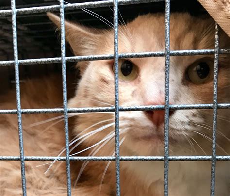 sonoma county animal services 1