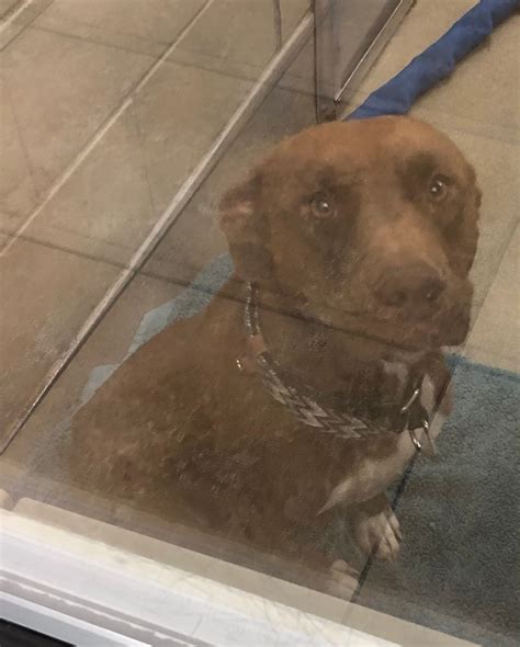 LOST OR FOUND PETS OF WICHITA FALLS | These Dogs are at ANIMAL SERVICES