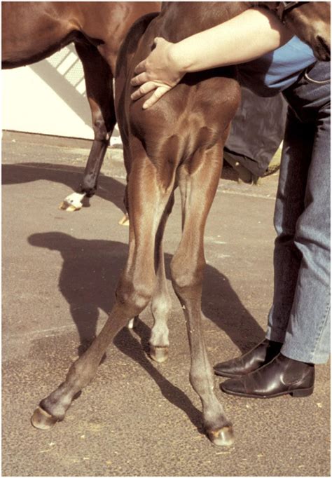 angular  flexural limb deformities  foals  yearlings part