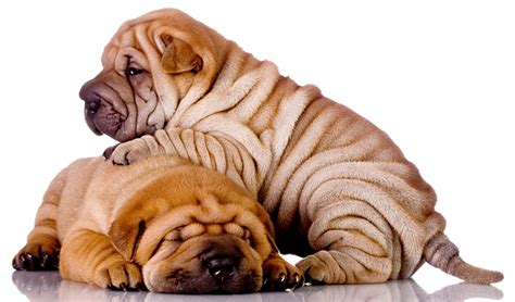 chinese shar pei dog breed information images characteristics health