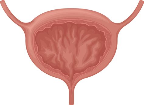 bladder anatomy   human bladder  internal organ