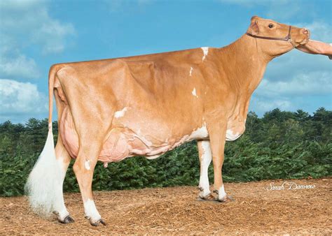 guernsey  show cows cattle  horses animals