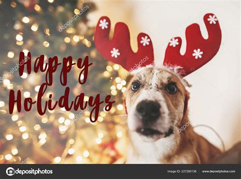 Happy Holidays Text Dog Reindeer Antlers Sitting Golden Christmas Tree Stock Photo by ©Sonyachny ...