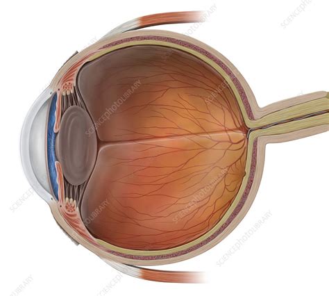 eyeball cross section illustration stock image