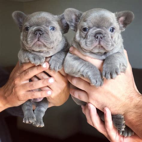 How to Breed French Bulldogs - BluFrenchibles