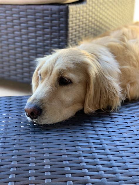 Zelda enjoying our new patio furniture : goldenretrievers