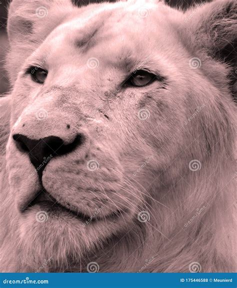 White Lion is a Rare Color Mutation of the Lion Stock Photo - Image of