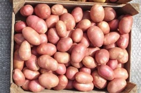 Картофель Ред Скарлет: описание сорта, характеристика, фото, отзывы ...